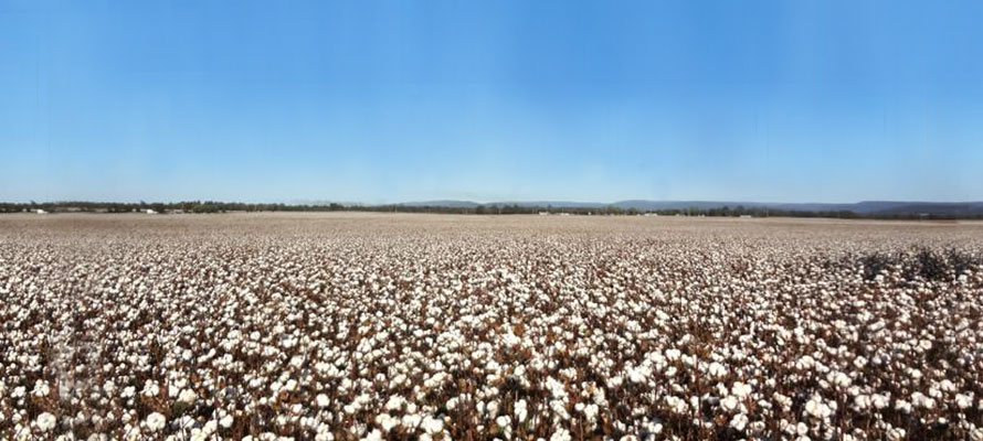 綿花畑